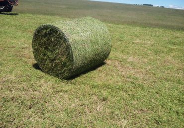 Feno em Rolo